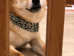 -豆柴町-柴犬主题狗咖(红鼎国际C座店)