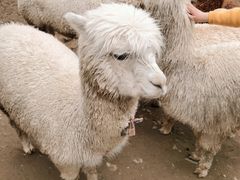 -栾川竹海野生动物园