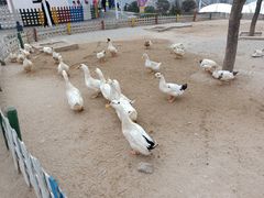 -白鹿原影视城