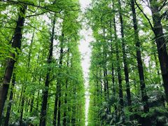 -崇明东平国家森林公园烧烤房车露营地