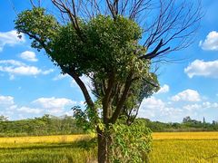 -广富林郊野公园