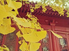 -元大都城垣遗址公园