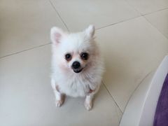 -怪兽屋·羊驼·猫咖·狗咖(俊华广场店)