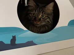 -pd派德宠物中心医院24H急重症·眼科中心·血液透析中心(嵩山北路店)