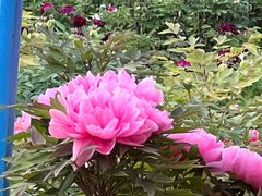 -洛阳市隋唐城遗址植物园
