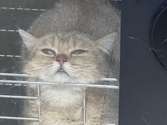 -安安宠医宠物医院·异宠·犬猫内科(岳阳分院)