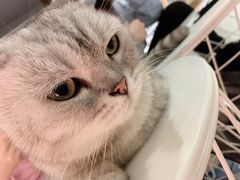 -猫儿山۰猫主题餐厅