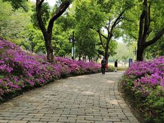-苏州上方山国家森林公园