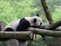 -都江堰中华大熊猫苑