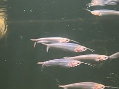 -太平洋海底世界