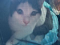 -北京赛佳动物医院