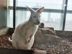 -昆明大悦城未来动物城(螺蛳湾中心店)
