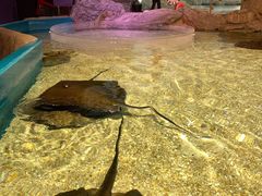 -瑞普利水族馆