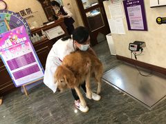 -宠爱国际动物医院· 猫科· 外科·中兽医(长白店)