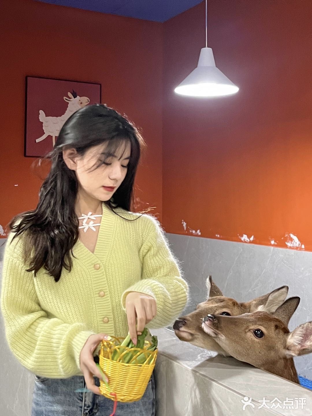 杭州探店｜超好拍的萌宠馆，一起来撸宠物了