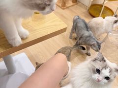 -有喵·猫咖·狗咖·30几只猫10只小狗(岗厦店)