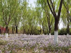 -永定河休闲森林公园