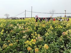 -三圣花乡旅游区