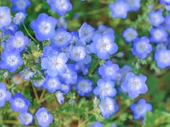 -花开海上生态园