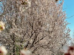 -汉长安城未央宫国家考古遗址公园