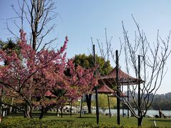 -大宁郁金香公园-停车场