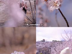 -白水寺森林公园