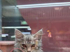 -FAELING PETS美天灵宠物(合生汇店)