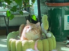 -美联众合爱康动物医院•复杂内科•肿瘤科•牙科•腔镜诊疗中心