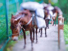 -藏龙百瀑风景区