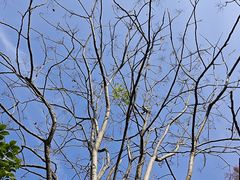 -桃花岭景区