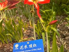 -中国科学院西双版纳热带植物园
