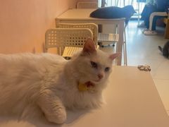 -我爱猫咪·猫咖·狗咖·安哥拉兔·羊驼咖(小寨华旗店)