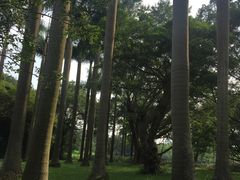 -云溪植物园