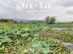 -长兴太湖图影湿地文化园