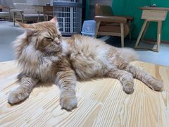 -藏猫猫咖啡主题馆(中央大道店)