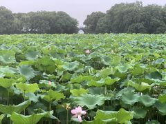 -西湖外事游船(花港观鱼码头)