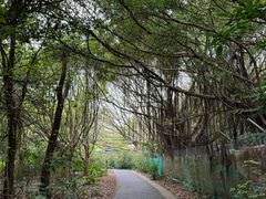 -华侨城湿地公园