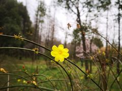 -蜀冈西峰生态公园