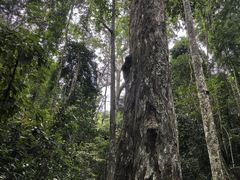-西双版纳原始森林公园