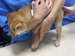 -顺强宠物诊所·狂犬免疫·夜诊·骨科(嘉定店)