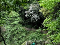 -碧峰峡风景区