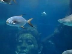 -暹罗海洋世界
