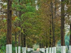 -合肥滨湖国家森林公园