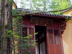 -天目山大树王景区