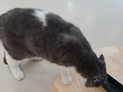 -共舞时光猫咖·狗咖(新街口店)