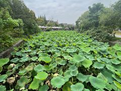 -成都南湖公园