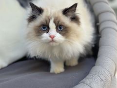 -lincat·猫舍(广州店)