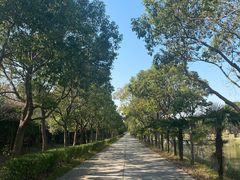 -上海崇明金茂凯悦酒店