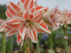 -深圳市中科院仙湖植物园