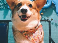 -百好乐宠物友好餐厅(朝外大街店)